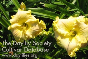 Daylily Stand Your Ground